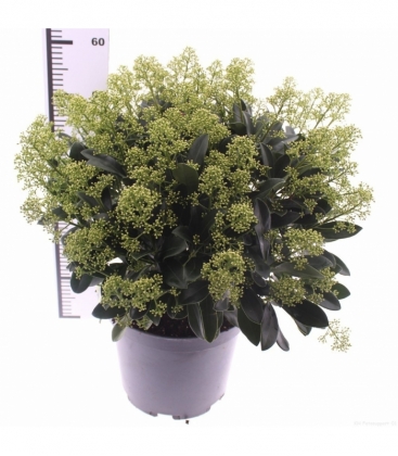 Skimmia