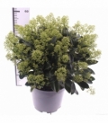 Skimmia