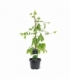 Ginkgo