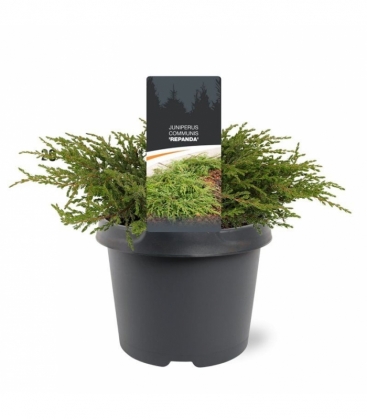 Juniperus