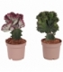 Euphorbia