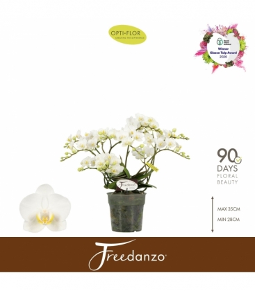Phalaenopsis
