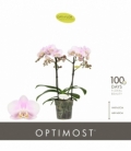 Phalaenopsis