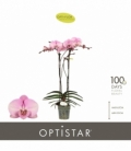 Phalaenopsis