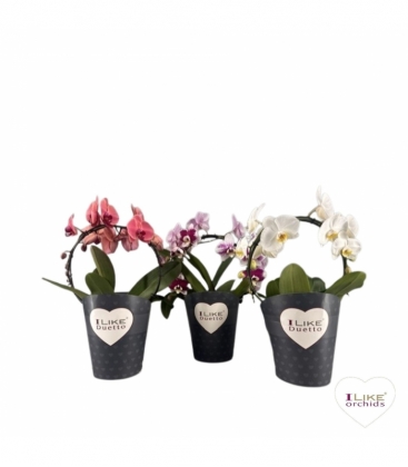 Phalaenopsis