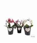 Phalaenopsis