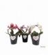 Phalaenopsis