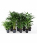 Indoor