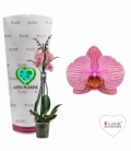 Phalaenopsis