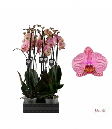 Phalaenopsis