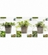Hedera