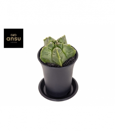 Astrophytum