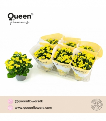 Kalanchoe
