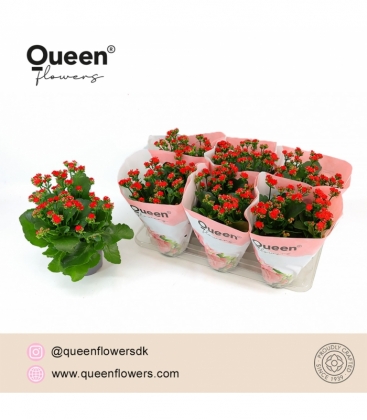 Kalanchoe