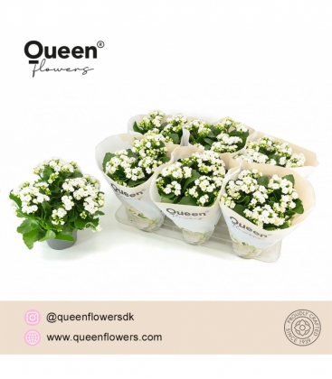 Kalanchoe