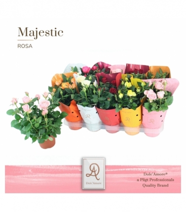 Rosa