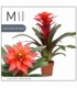 Guzmania