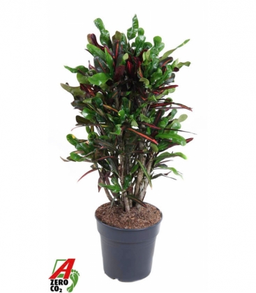 Croton