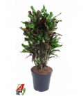 Croton