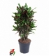 Croton