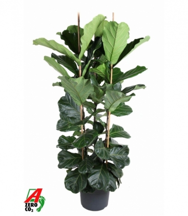 Ficus