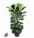 Ficus