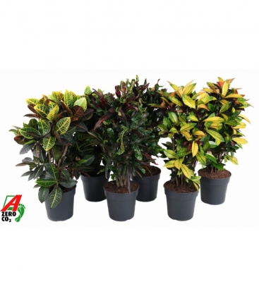 Croton