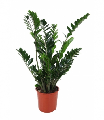 Zamioculcas