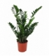 Zamioculcas