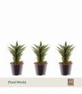 Sansevieria