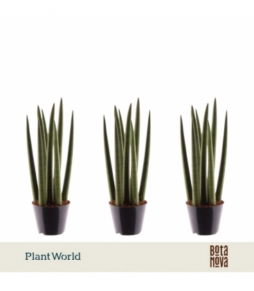 Sansevieria