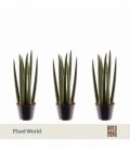 Sansevieria