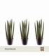 Sansevieria