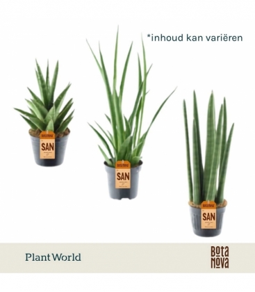 Sansevieria