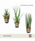 Sansevieria