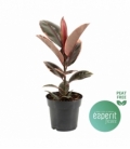 Ficus