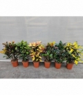 Codiaeum