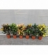 Codiaeum