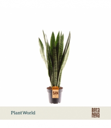 Sansevieria