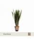 Sansevieria