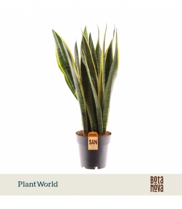 Sansevieria