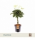 Schefflera