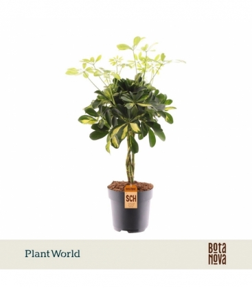 Schefflera