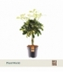 Schefflera