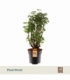 Polyscias