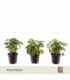 Syngonium