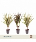Dracaena