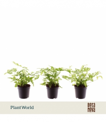 Pteris
