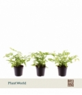 Pteris