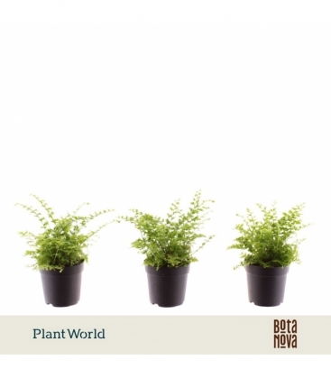 Nephrolepis
